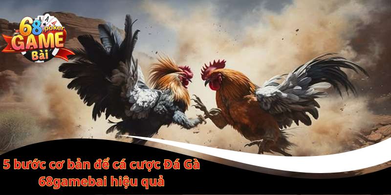 Đá gà 68gamebai – Đá gà online trực tiếp, thắng lớn mỗi ngày 2 5 bước cơ bản để cá cược Đá Gà 68gamebai hiệu quả