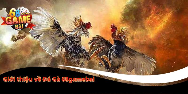 Đá gà 68gamebai – Đá gà online trực tiếp, thắng lớn mỗi ngày 1 Giới thiệu về Đá Gà 68gamebai